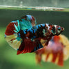 Multicolor/Galaxy Koi Plakat -16 weeks Old