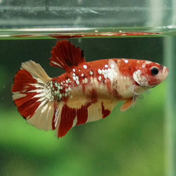 Multicolor/ Galaxy Koi Plakat- Female- 13 Weeks Old