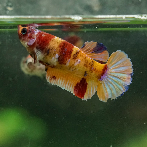Multicolor/ Galaxy Koi Plakat- Female- 13 Weeks Old