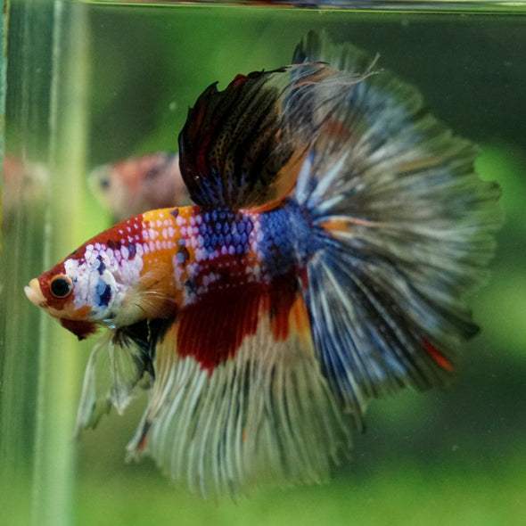 Galaxy/Candy Koi Halfmoon - 13 weeks old