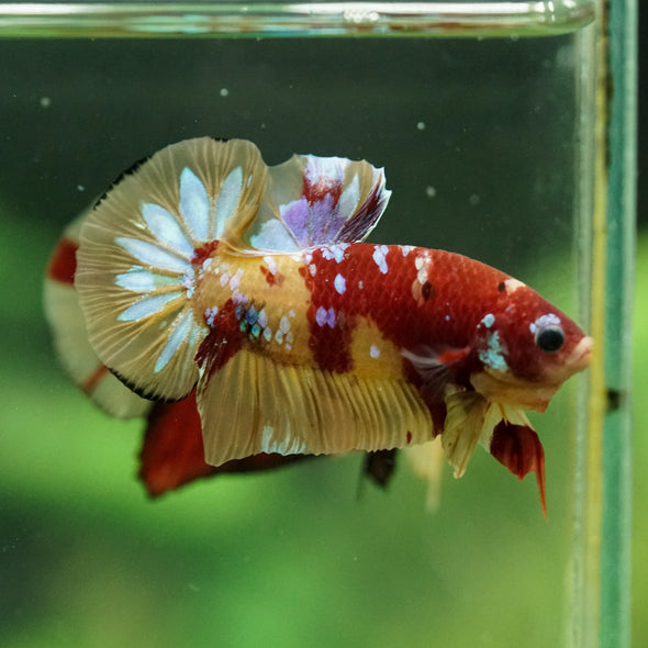 Multicolor/Galaxy Koi Plakat -15 weeks Old