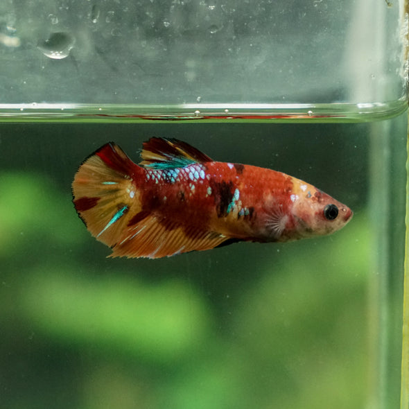 Multicolor/ Galaxy Koi Plakat - Female- 13 Weeks Old