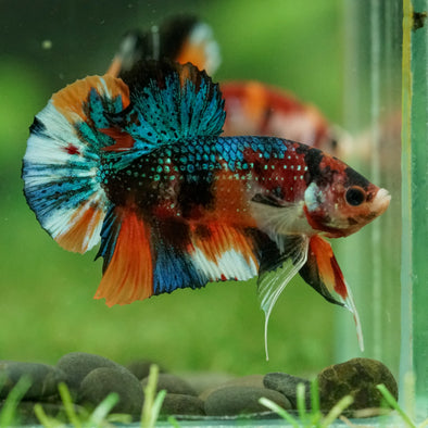 Multicolor/Galaxy Koi Plakat -16 weeks Old
