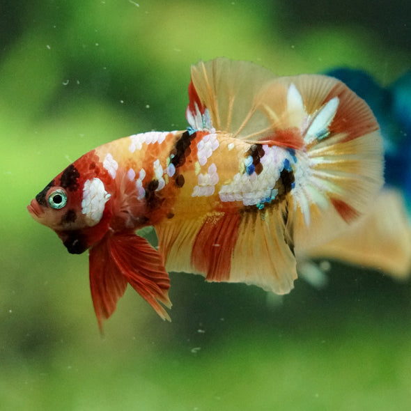 Multicolor/Galaxy Koi Plakat -16 weeks Old