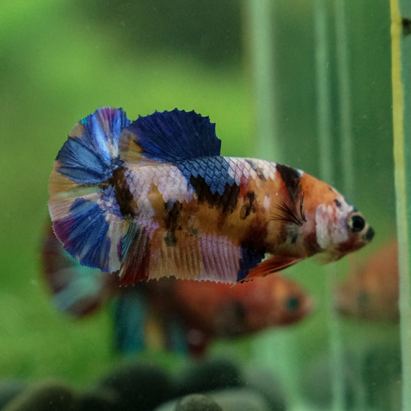 Multicolor/ Galaxy Koi Plakat - Female- 13 Weeks Old - Breeder Grade