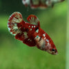 Multicolor/ Galaxy Koi Plakat - Female- 13 Weeks Old