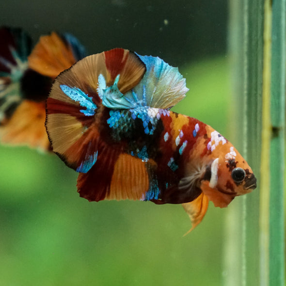 Multicolor/Galaxy Koi Plakat -13 weeks Old