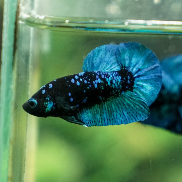 Black Koi Galaxy Plakat (Avatar) -13 weeks Old