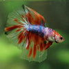 Galaxy/Candy Koi Halfmoon - 14 weeks old