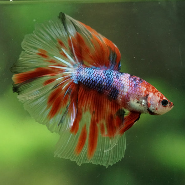 Galaxy/Candy Koi Halfmoon - 14 weeks old