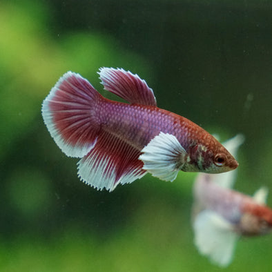 Dumbo Halfmoon - Female