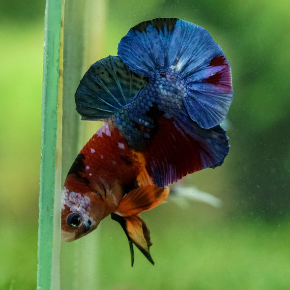 Multicolor/Galaxy Koi Plakat -15 weeks Old