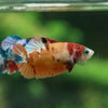 Multicolor/ Galaxy Koi Plakat- Female- 13 Weeks Old
