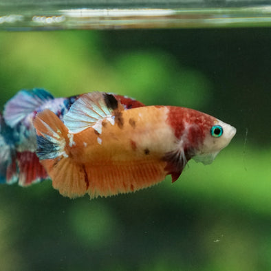 Multicolor/ Galaxy Koi Plakat- Female- 13 Weeks Old