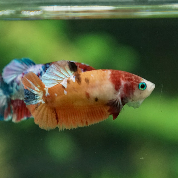 Multicolor/ Galaxy Koi Plakat- Female- 13 Weeks Old
