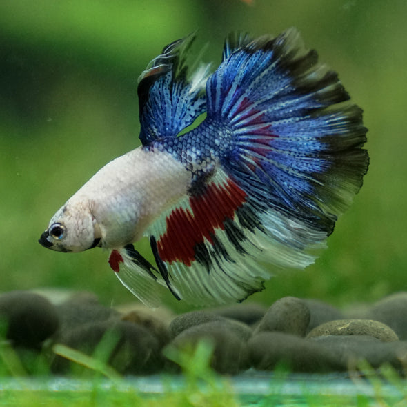 Candy/Galaxy Koi Halfmoon - 11 weeks old