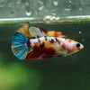 Multicolor/ Galaxy Koi Plakat- Female- 13 Weeks Old