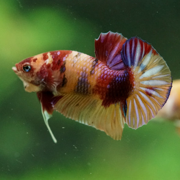 Multicolor/Galaxy Koi Plakat -11 weeks Old