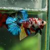 Multicolor/Galaxy Koi Plakat -16 weeks Old