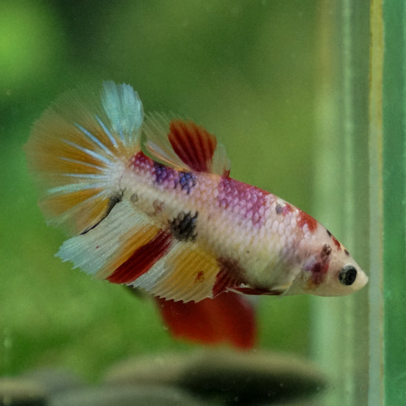 Multicolor/ Galaxy Koi Halfmoon - Female- 13 Weeks Old