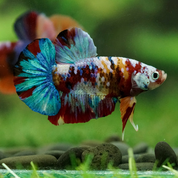 Multicolor/Galaxy Koi Plakat -16 weeks Old