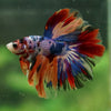 Galaxy/Candy Koi Halfmoon - 14 weeks old