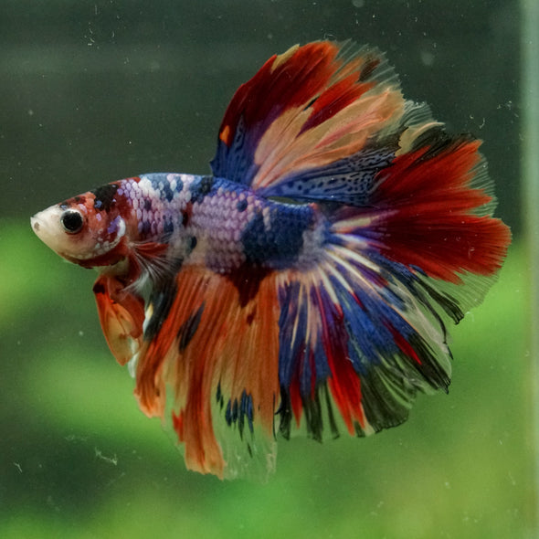 Galaxy/Candy Koi Halfmoon - 14 weeks old