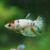 Multicolor/ Galaxy Koi Halfmoon - Female- 13 Weeks Old