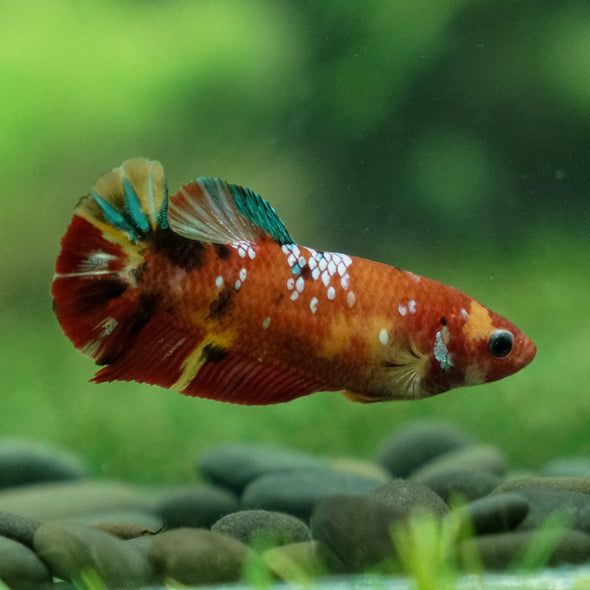 Multicolor/ Galaxy Koi Plakat - Female- 13 Weeks Old