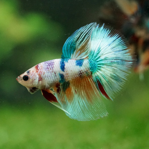 Galaxy/Candy Koi Halfmoon - 14 weeks old