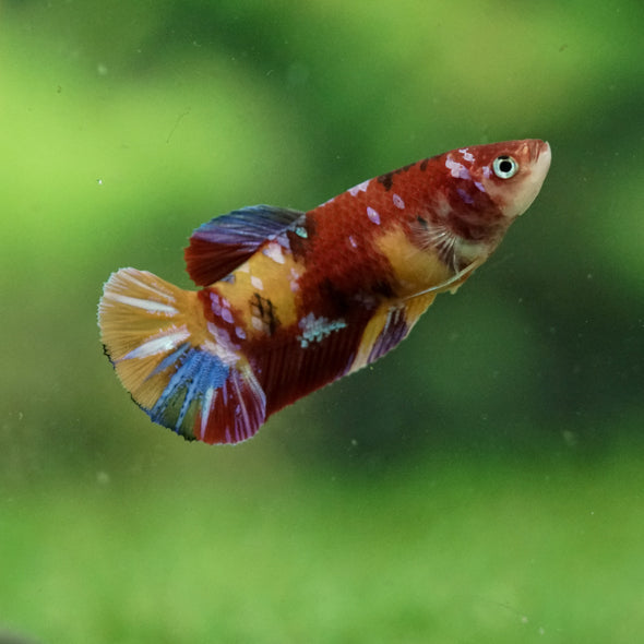 Multicolor/ Galaxy Koi Plakat- Female- 13 Weeks Old