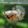 Galaxy/Candy Koi Halfmoon - 14 weeks old