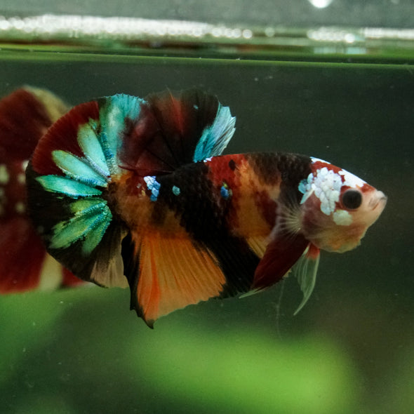 Multicolor/Galaxy Koi Plakat -16 weeks Old