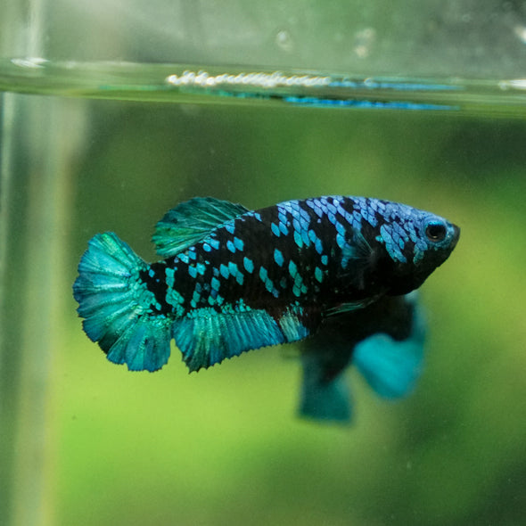 Multicolor/ Galaxy Koi Plakat - Female- 13 Weeks Old