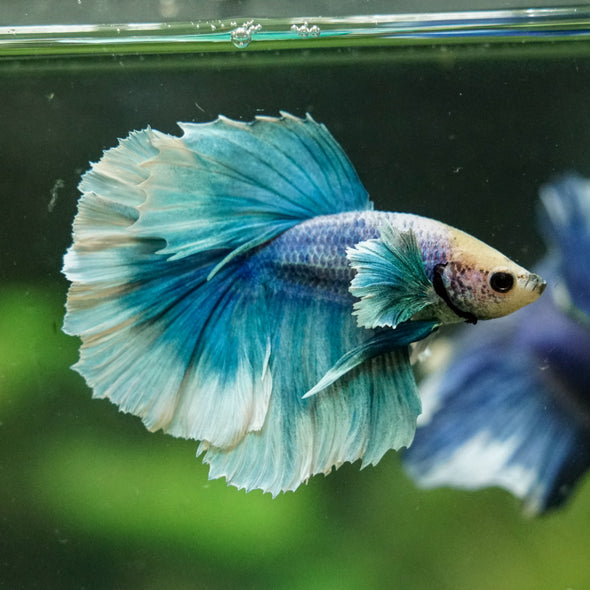 Dumbo Halfmoon - 12 weeks old