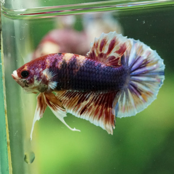 Multicolor/Galaxy Koi Plakat -11 weeks Old