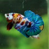 Multicolor/Galaxy Koi Plakat -16 weeks Old