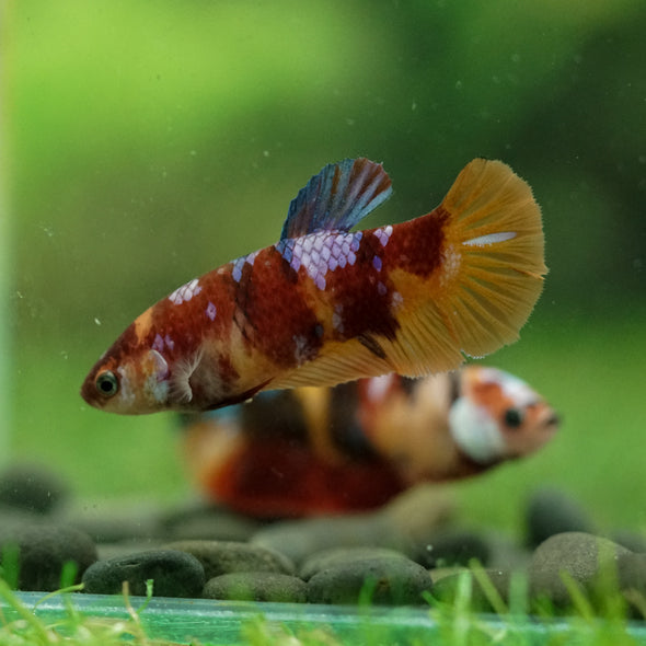 Multicolor/ Galaxy Koi Plakat- Female- 13 Weeks Old