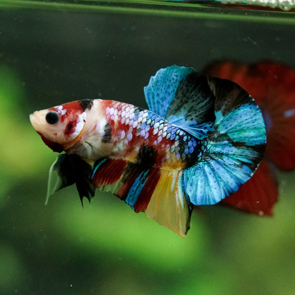 Multicolor/Galaxy Koi Plakat -16 weeks Old