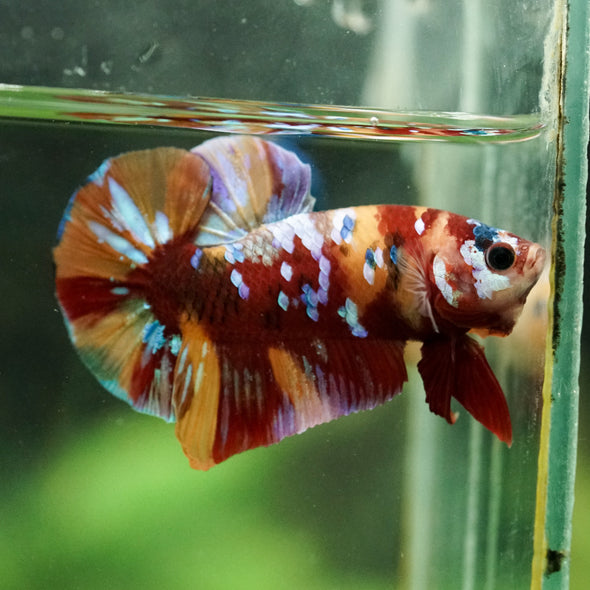 Multicolor/Galaxy Koi Plakat -16 weeks Old