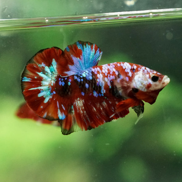 Multicolor/Galaxy Koi Plakat -13 weeks Old