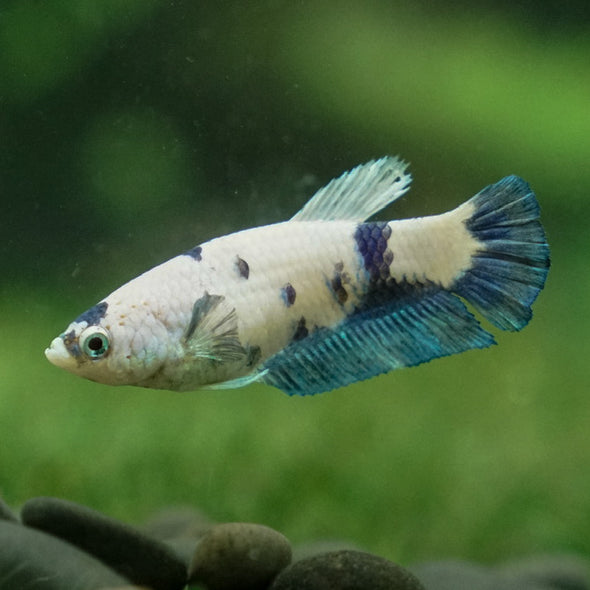 Blue/Green Dalmatian Plakat- Female