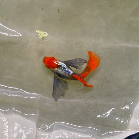 Koi dumbo Guppy pair - USA Bred