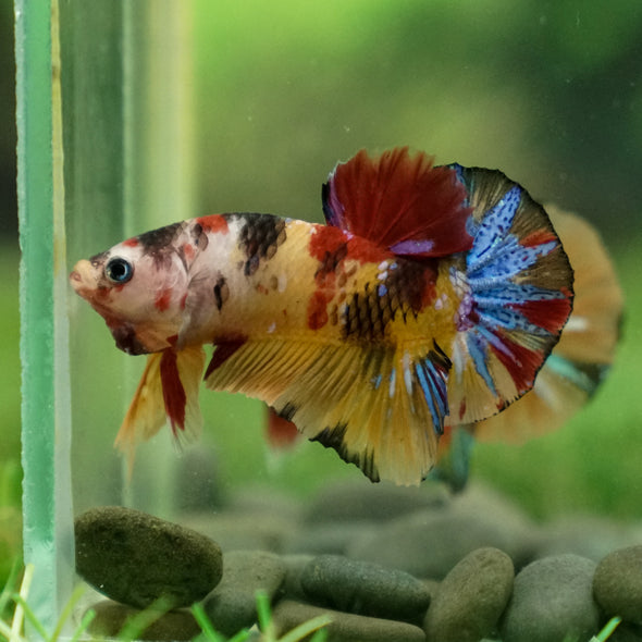 Multicolor/Galaxy Koi Plakat -13 weeks Old