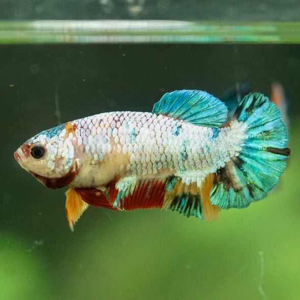 Multicolor/ Galaxy Koi Plakat- Female- 13 Weeks Old