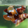 Multicolor/Galaxy Koi Plakat -16 weeks Old