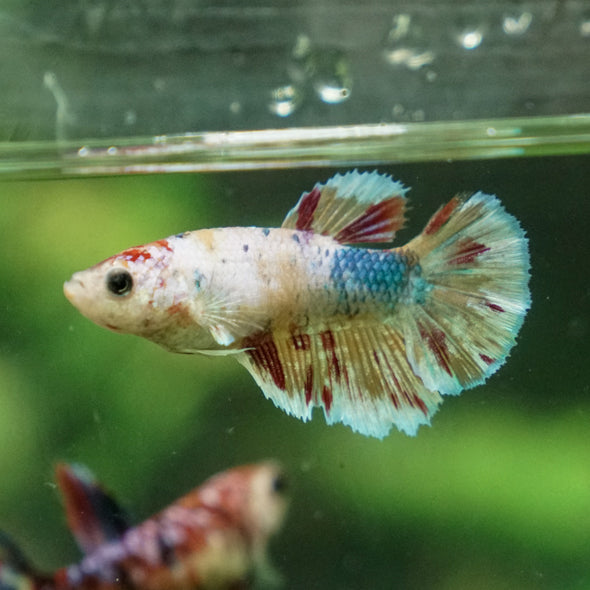 Multicolor/ Galaxy Koi Halfmoon - Female- 13 Weeks Old