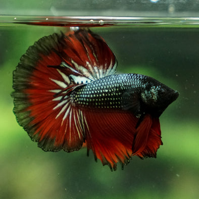 Black/Red Copper Halfmoon - 10 weeks old