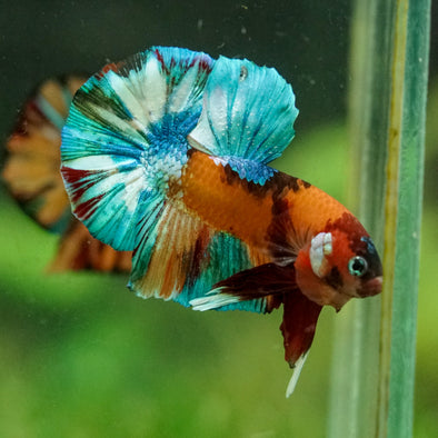 Multicolor/Galaxy Koi Plakat -16 weeks Old