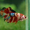 Multicolor/ Galaxy Koi Halfmoon- Female- 13 Weeks Old